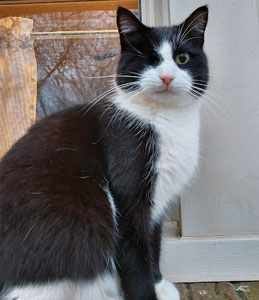 Roxy, the black and white tuxedo cat