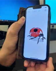 AR Ladybug displayed through AR viewer.