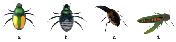 a. Top view of Japanese beetle; b. bottom view of Japanese beetle; c. diving beetle; d. emerald ash borer (Images/V. Lowell)