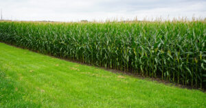 A lush green cornfield