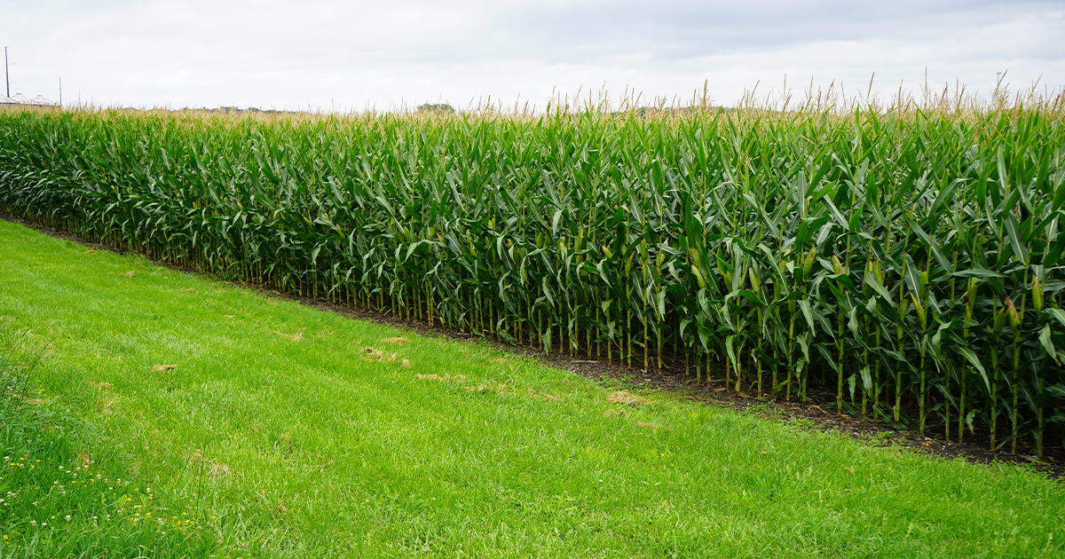 A lush green cornfield