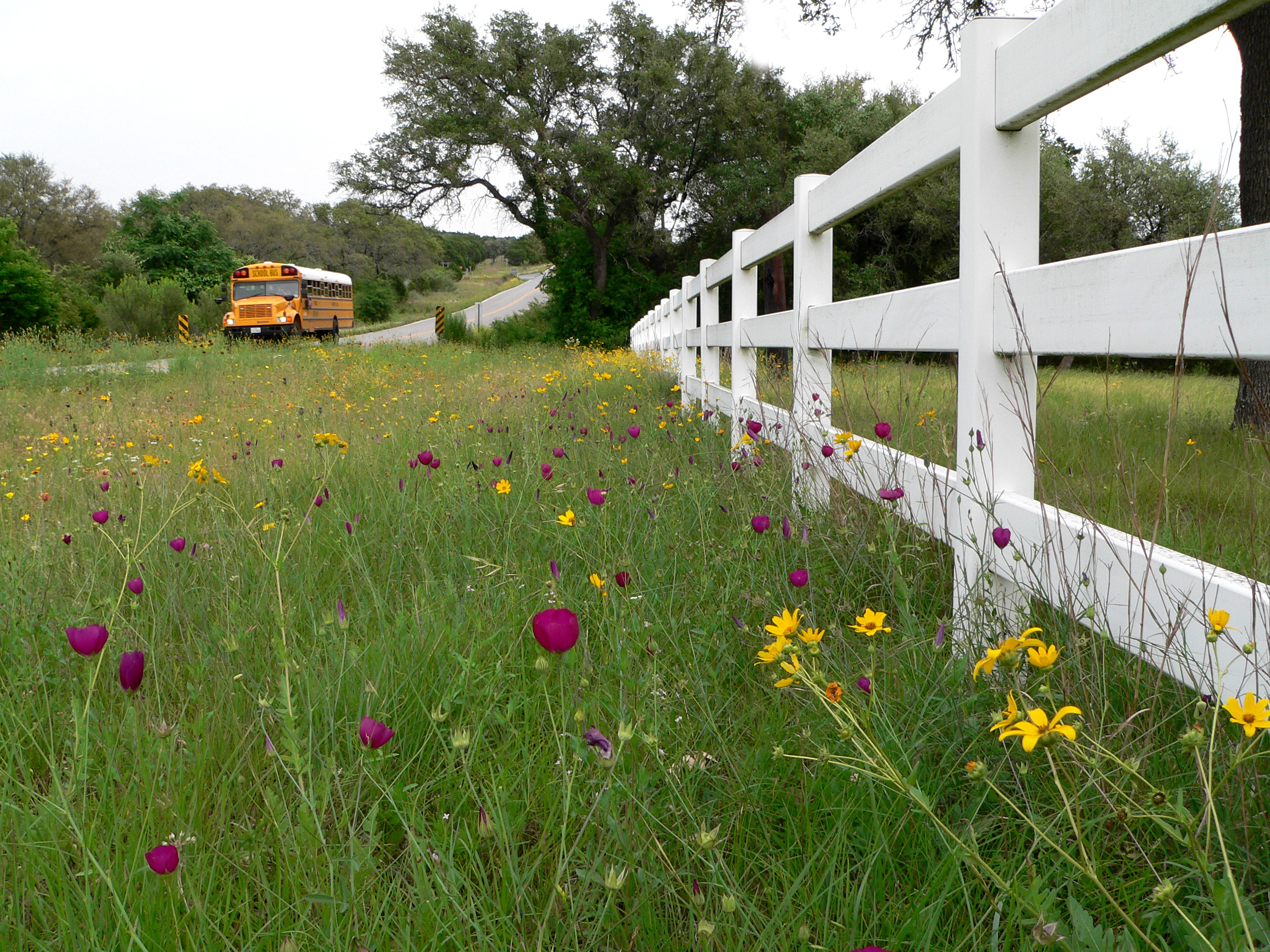A low angle shot of a grassy field with purple and yellow flowers. A white picket fence is visible in the foreground and a yellow school bus is visible in the background.