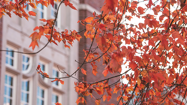 An autumnal scene featuring tree branches with orange leaves in the foreground. In the background is a brick building.