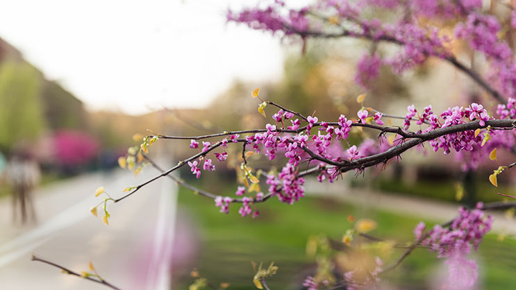 Spring blossoms on Purdue University's campus