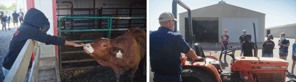 Left: A GEAR UP student reaches his hand out to a brown calf. Right: GEAR UP students watch as an older man speaks in front of an orange tractor.